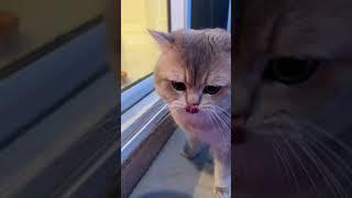 Tutorial & Demonstration for the irregular cat meowing