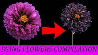 Timelapse -Dying Flowers Compilation, Beautiful But Sad