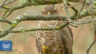 Sparrowhawk Documentary