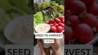  Going from Seed to Harvest in just 30 days! #gardenchallenge #seedtoharvest #patiogardening