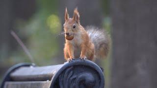 Зарисовка с белками / A sketch with squirrels