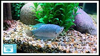 Gourami Care - The Good | The Bad and The Beautiful!