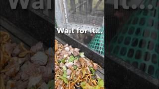 CHICKEN BLOOPERChicken attacks food tray. #chicken #homesteading #chickencoop