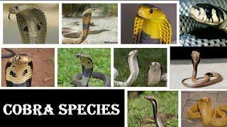 Cobra Species - All Cobra Snake Species Of The World