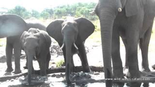 Close encounter with elephants at swimming pool