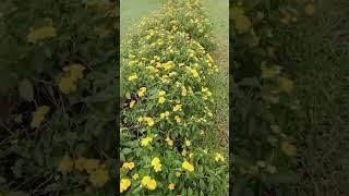 for you viral video new challenge please subscribe #bangladesh 🫡🫡🫡🫡🫡🪴🪴