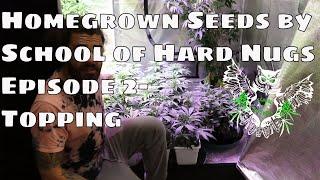 School of Hard Nugs Homegrown Seeds- Plant Topping- Episode 2