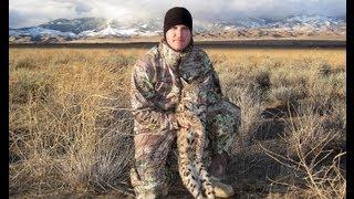 Bobcat Opportunity Hunt with the 17 HMR