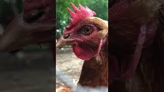 DIY Chicken coop… red jungle fowl babies and Rooster Zilla.