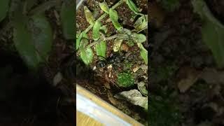 feeding my P.rufipes