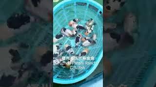 福州潘氏兰寿金鱼 Fuzhou Panshi Ranchu Goldfish