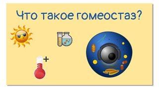 Гомеостаз. Внутренняя среда организма. Принцип отрицательной обратной связи | Тело человека