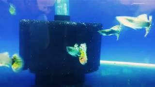 God quality Guppies  Brazilian red, Taiwan super blue, Full gold, Albino red panda, ,,,,,,,,,,,,,,