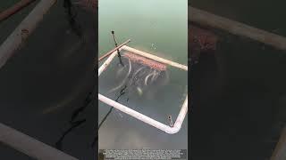 Eel-Catfish Swarm Feeding on Frozen Food Blocks in Aquaculture Farm