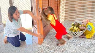 OMG ! Baby monkey & CUTIS react emotionally to Mom's food