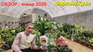 Dilyorbek Quva gullari. ОБЗОР - январ 2025й