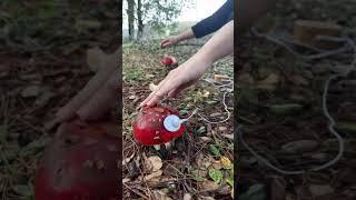 Touching mushrooms connected to PlantWave