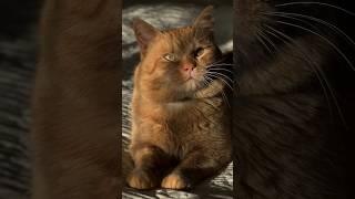 My Love ️ #cat #cats #animals #shorts #short