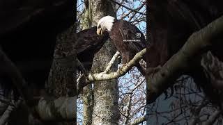 Sound up  bald eagle pair calling @Pacificnorthwestkate