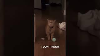 I go meow cat singing #cat #catofinstagram #catsinging #cats #catvideos #catlovers #catlovers