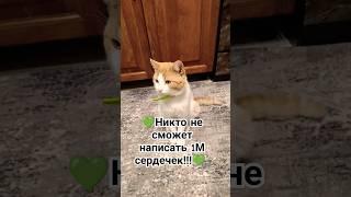 #tikok #мурзик #cat #bvb #kidsvideo .‍⬛