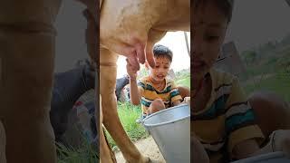 choti choti gaiya tr ry tr g #love #song #cow