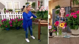 Roberta's 3-Piece Jumbo Patio Gerber Daisy Live Plants on QVC