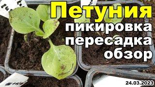 Рассада петунии, пикировка, пересадка, обзор и еще чуть-чуть | 24 марта 2023 г.