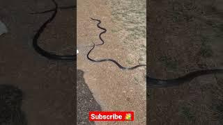 भारत  का सबसे तेज़ साँप | घोड़ापछाड़ साँप | धामन | Indian Rat Snake