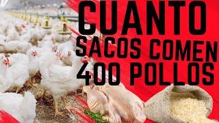 Revelado: Cantidad de comida para 400 pollos de engorde