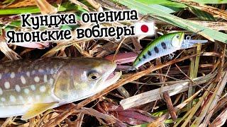 Рыбалка в устье озера Тунайчи. D3 Custom Lure's воблеры.