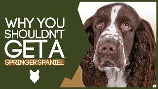 Why You SHOULD NOT Get A SPRINGER SPANIEL