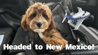 The Returned Puppy is Flying to New Mexico! Silver Creek Doodles
