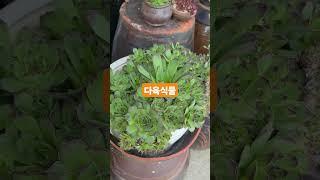 좁은땅에서서로서로의지하며쑥쑥자라는다육이들참멋집니다^^
