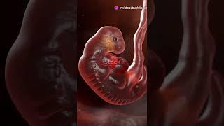 6 Weeks gestation #science #pregnant