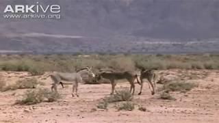 African wild ass ( Equus africanus somalicus) mating