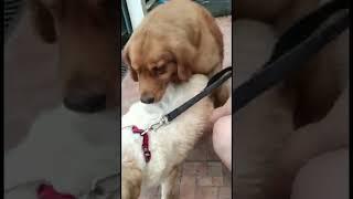 Red golden mating with white golden || mengawinkan anjing golden tipe amerika dengan english golden