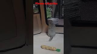 Jumping baby chinchilla