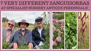 Seven very different Sanguisorbas at specialist nursery Antique Perennials!