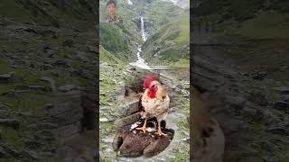 Domestic Cook And Wild Life Eagle