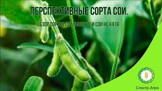 Перспективные сорта сои. Обзор сортов сои Фаворит и сои НС Катя.