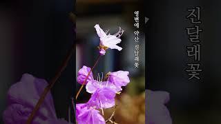 영변에 약산 진달래꽃... | feat. 가곡 진달래꽃 (조수미)