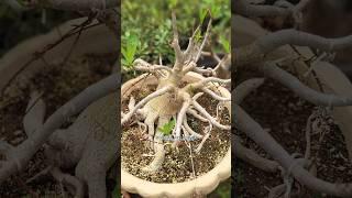 Adenium Bonsai root training  #adeniumbonsai #bonsaiart #desertrose #adenium #bonsai #rosasdodeserto