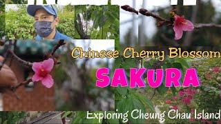 Where to Spot Sakura or Cherry Blossoms in Hong Kong || Cheung Chau Island || Outlying Island in HK