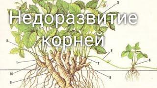 Недоразвитие корневой системы у клубники