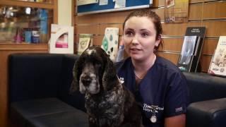 Dog saved with Bioresonance