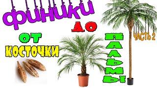 Как вырастить финиковую пальму из косточки? в домашних условия (ЧАСТЬ 2)