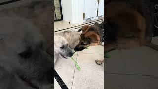 Video of adoptable pet named Henri