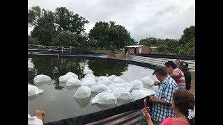 Proyectos pisicolas  de tilapia desarrollados por el Min agricultura con Piscitanques ITM