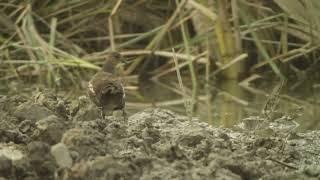 common moorhen - gallinula chloropus - წყლის ქათამი